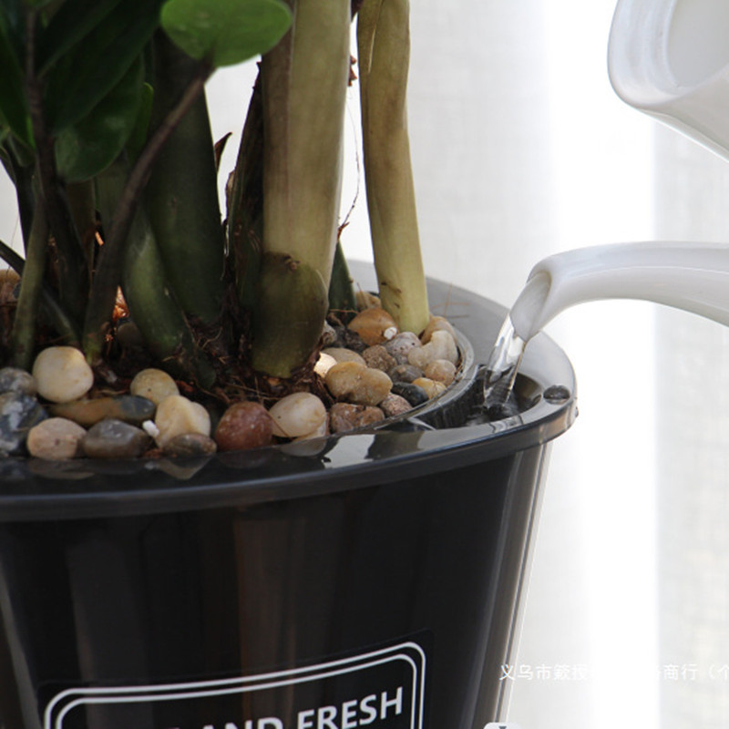 Automatic Water-absorbing Flow - đánh giá và giá Aloe Vera Pot