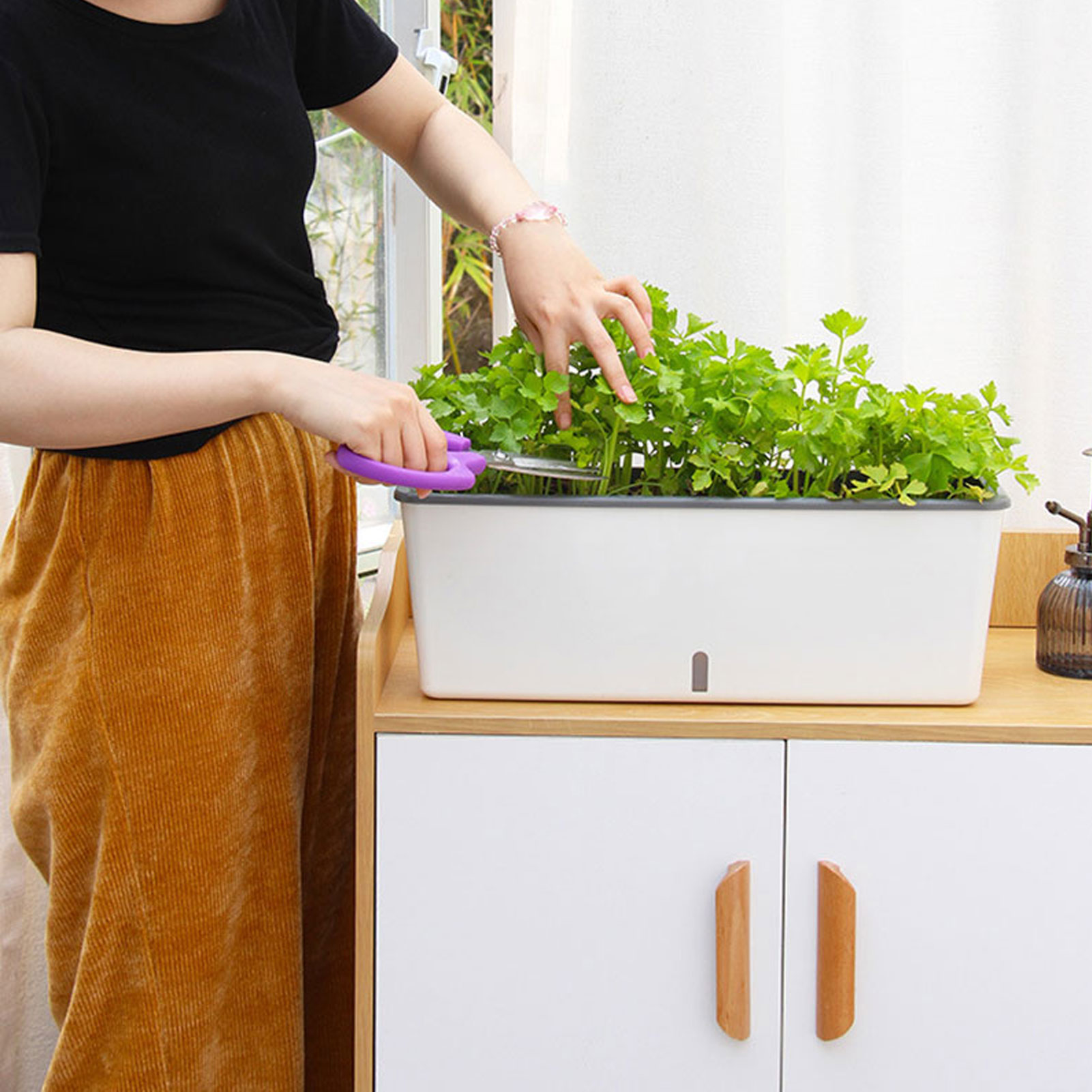 Self-Watering Planter Pots wit - đánh giá và giá Aloe Vera Pot