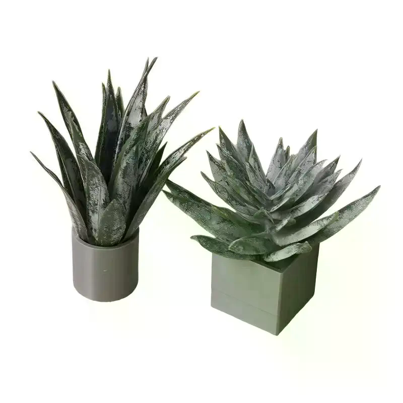 Miniature Aloe Vera Potted Pla - đánh giá và giá Aloe Vera Pot