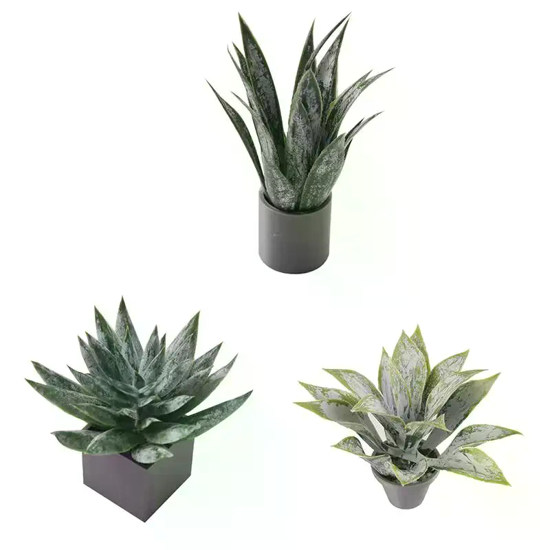 Miniature Aloe Vera Potted Pla - đánh giá và giá Aloe Vera Pot