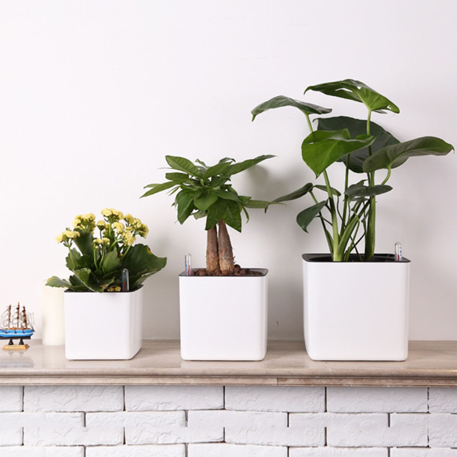 Automatic Self Watering Flower - đánh giá và giá Aloe Vera Pot