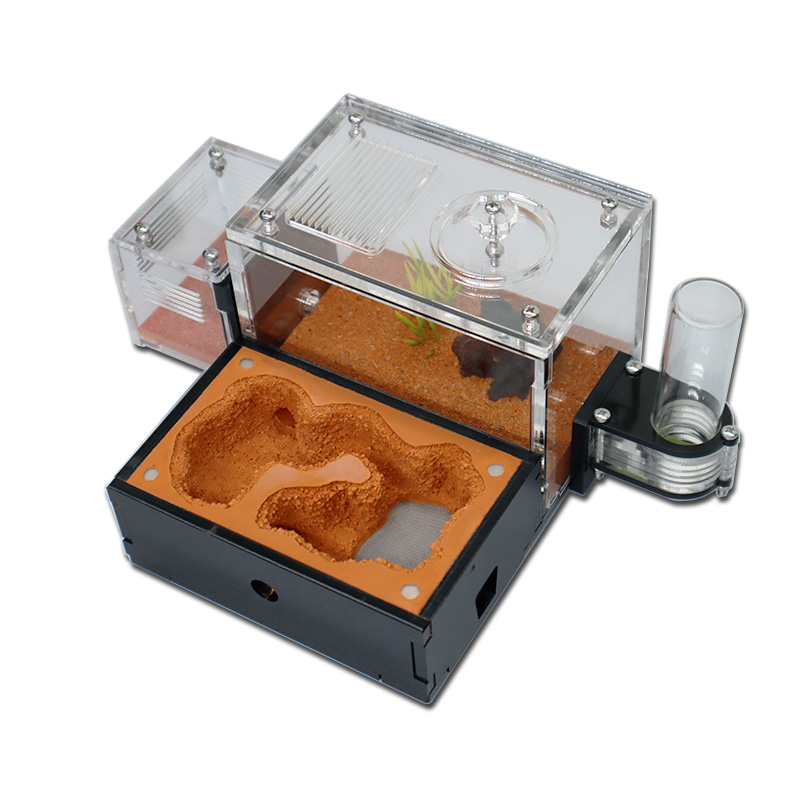 Màu Vàng Đất Kiến Trang Trại V - đánh giá và giá Begonia Rex