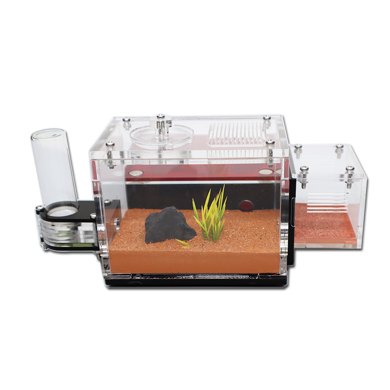 Màu Vàng Đất Kiến Trang Trại V - đánh giá và giá Begonia Rex