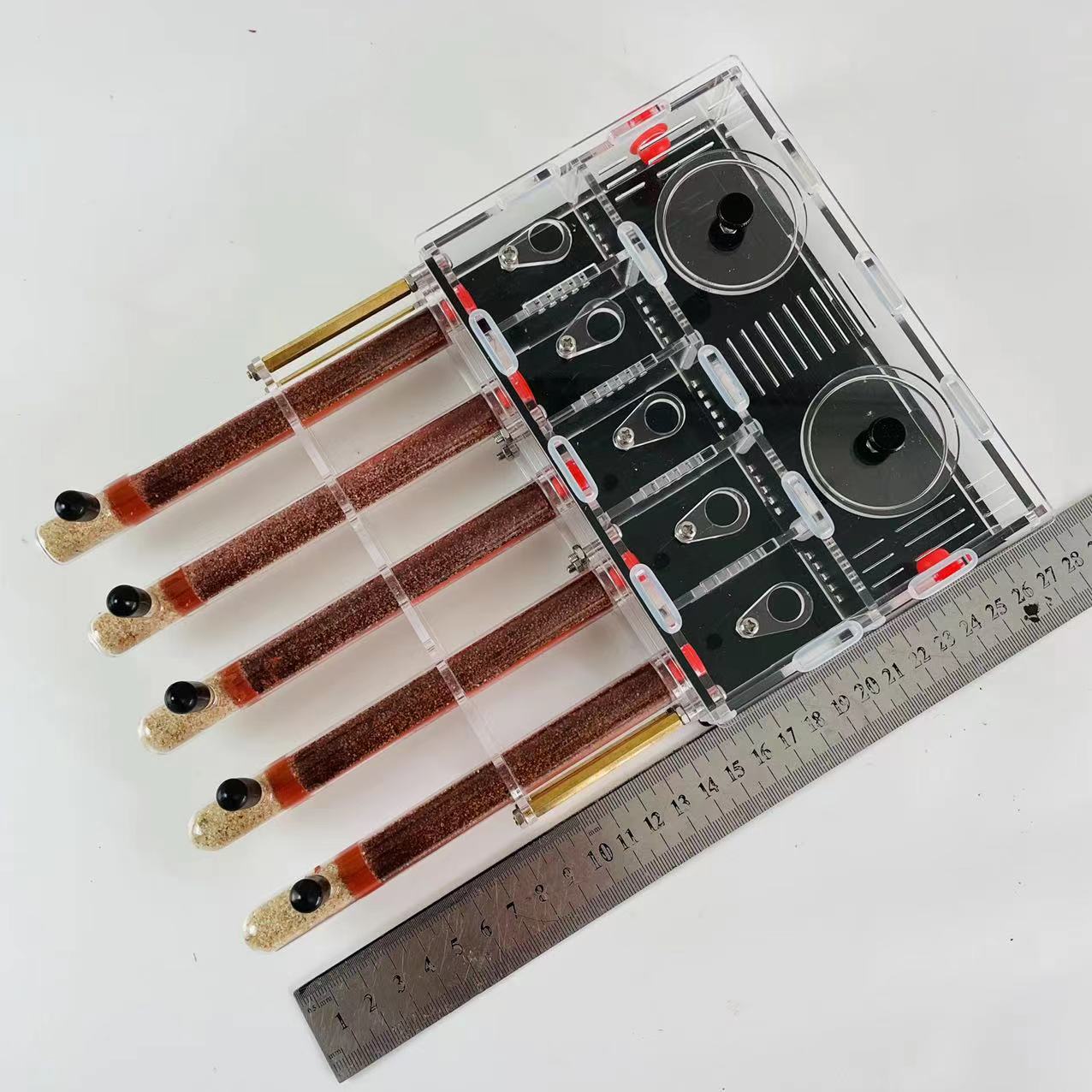 Unlimite Mở Rộng Tổ Kiến Acryl - đánh giá và giá Begonia Rex