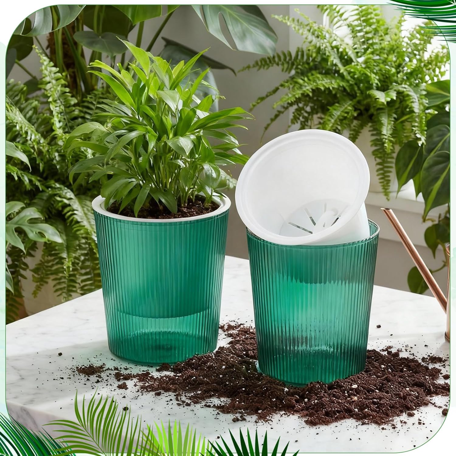 Clear Self Watering Planters P - đánh giá và giá Aloe Vera Pot