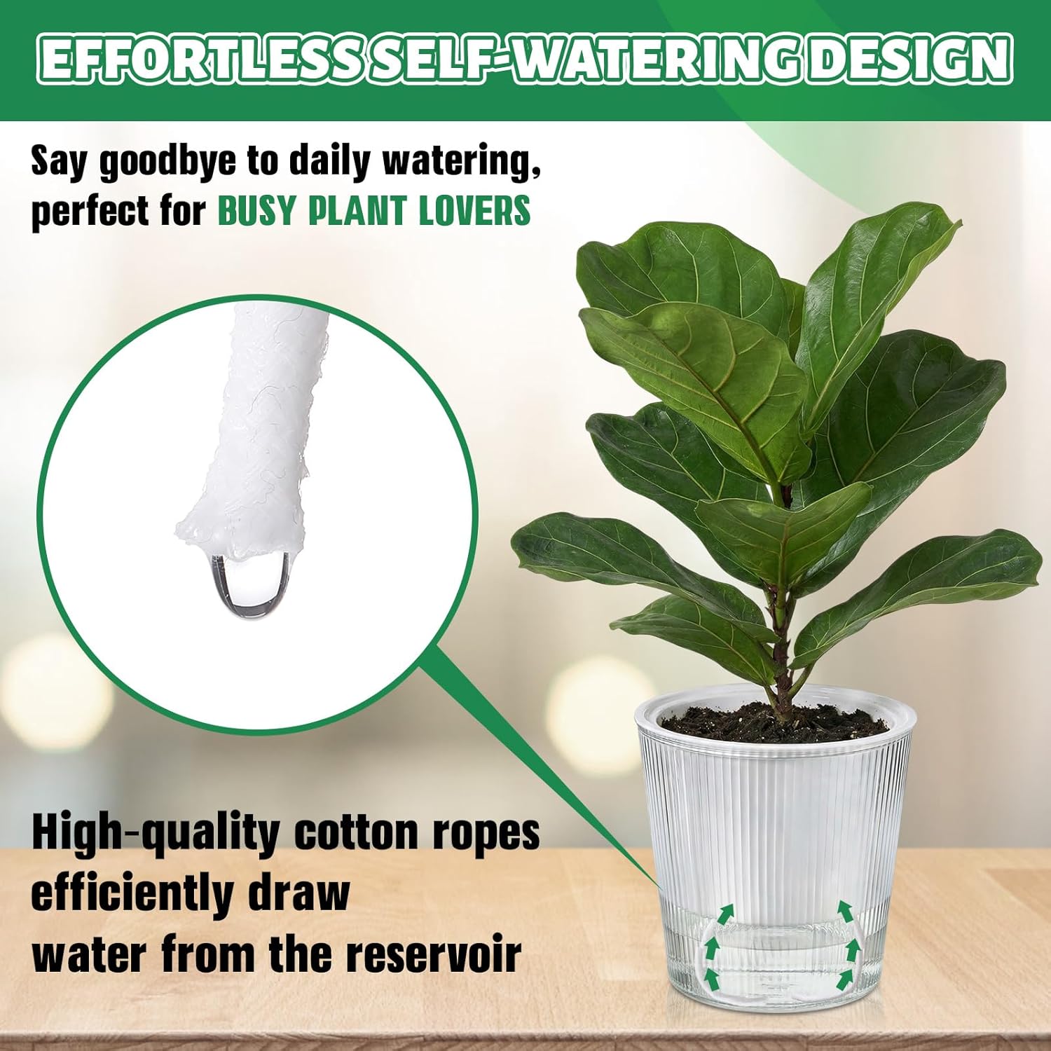 Clear Self Watering Planters P - đánh giá và giá Aloe Vera Pot