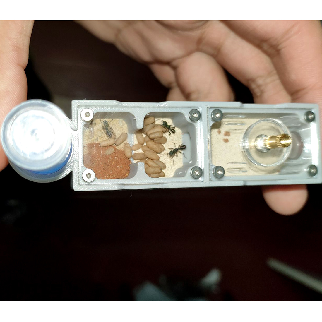 【Truck】Ant Farm for Ants keepe - đánh giá và giá Begonia Rex